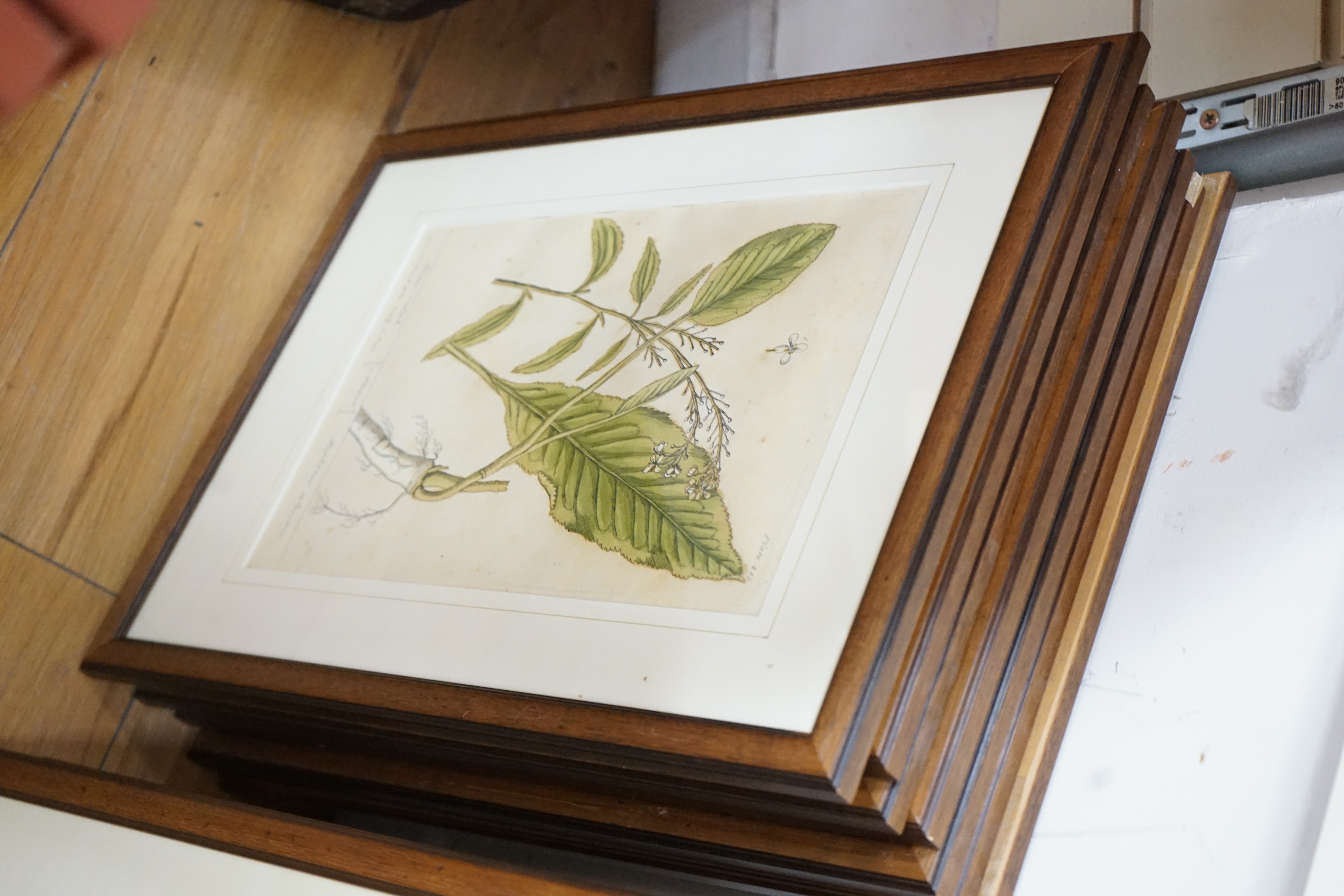 Elizabeth Blackwell (1710-1774), set of eight hand coloured engravings, Studies of field flowers, visible sheet 30.5 x 20cm